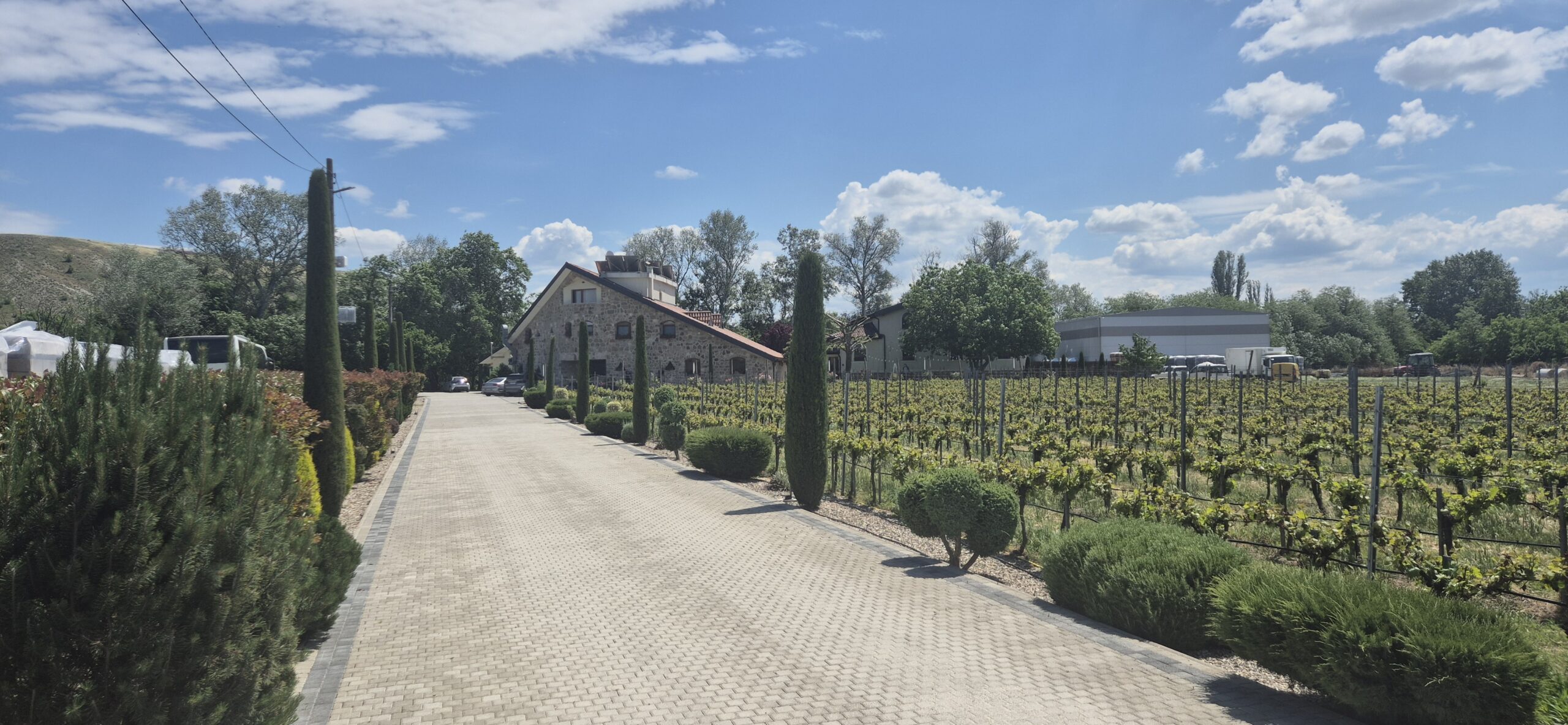 Angebaute Weinreben mit Weg der zum Weingut Lazar Winery in der Tikves-Weinregion führt