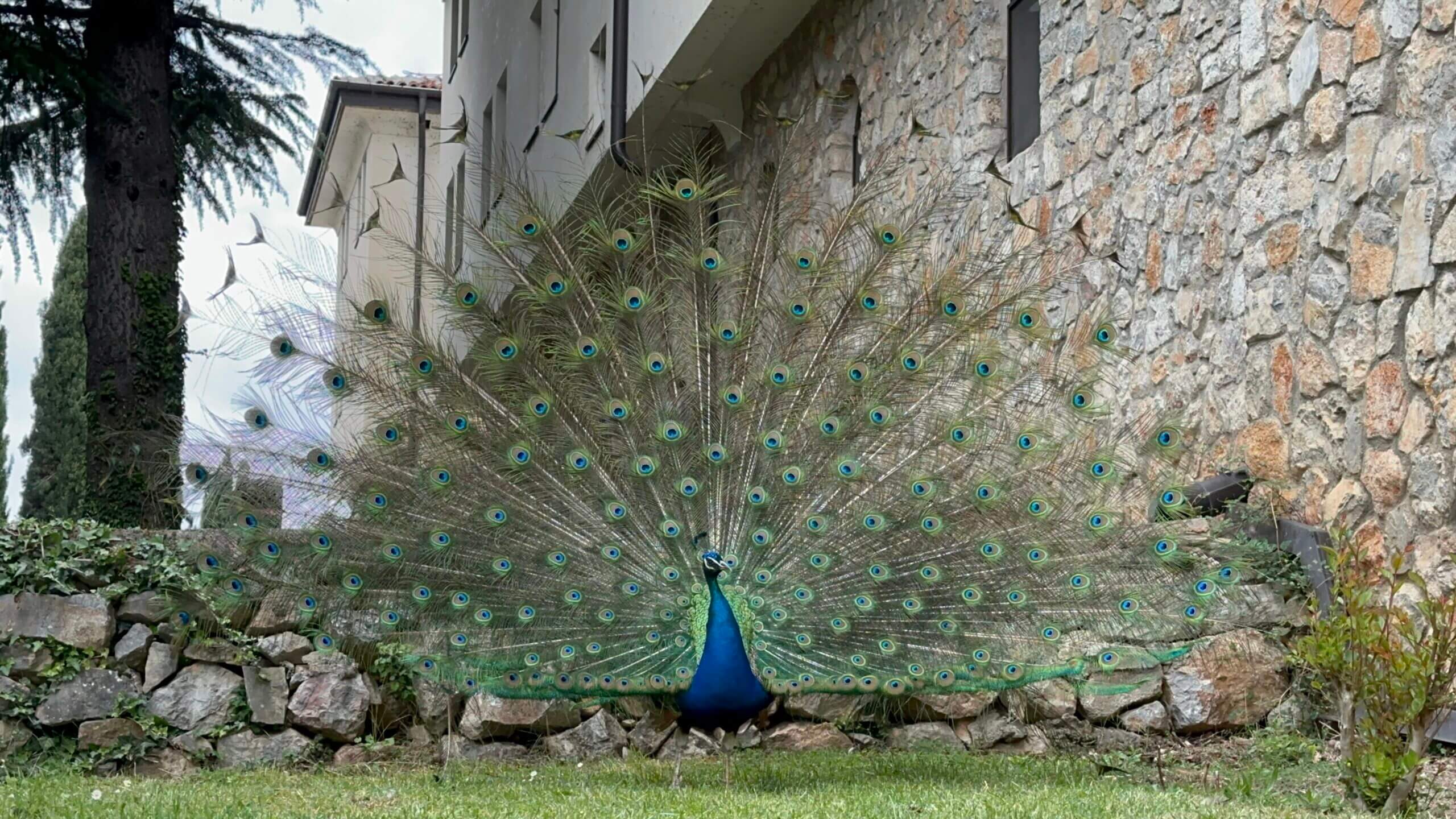 Männlicher Pfau, der sein Gefieder ausgebreitet hat vor Steinmauer und Klostergebäude von Sveti Naum bei Ohrid