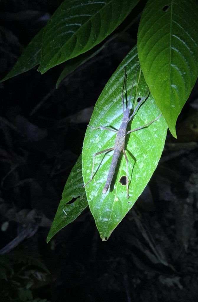 Gespenstschrecke auf Blatt bei nächtlicher Wanderung im Nebelwald von Monteverde
