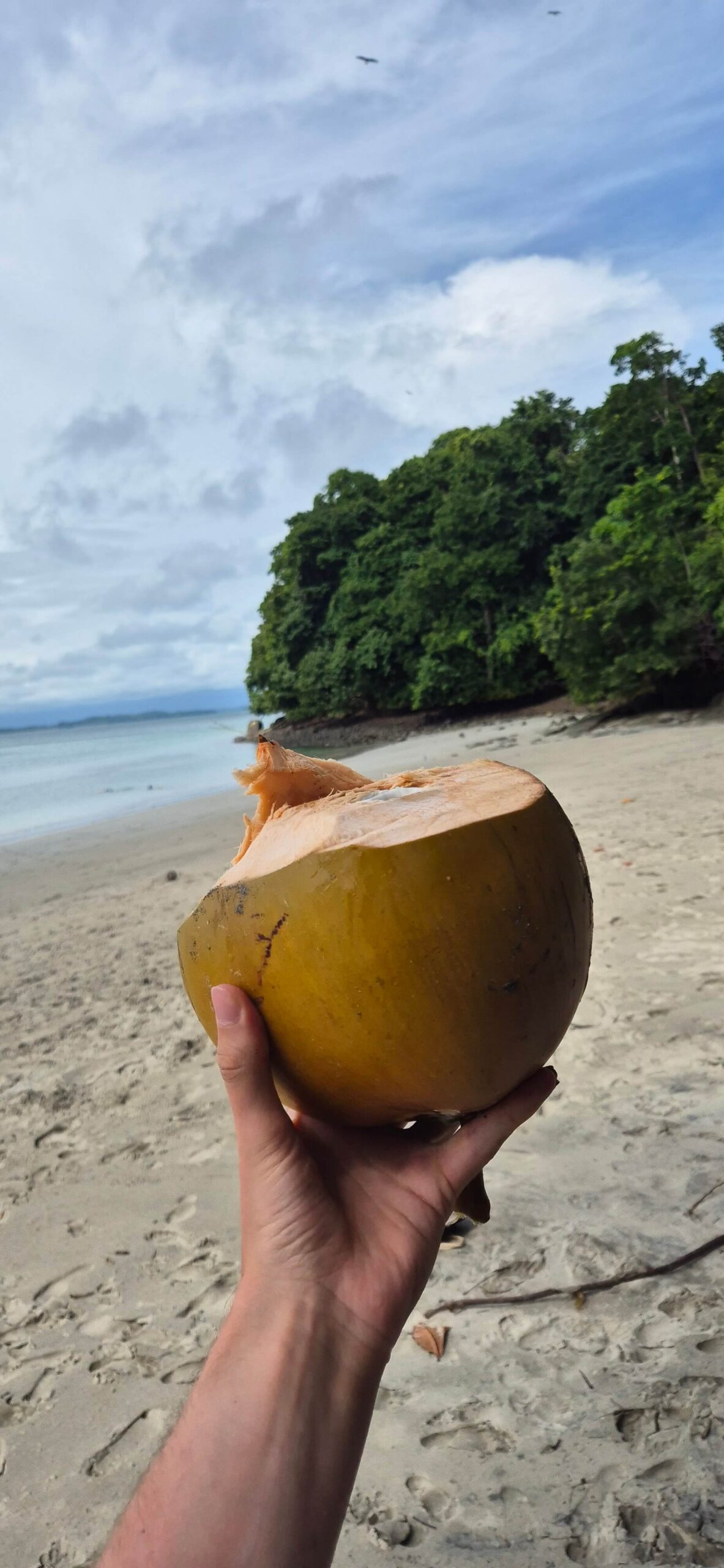 Aufgeschlagene Kokosnuss in einer Hand am Sandstrand in Panama