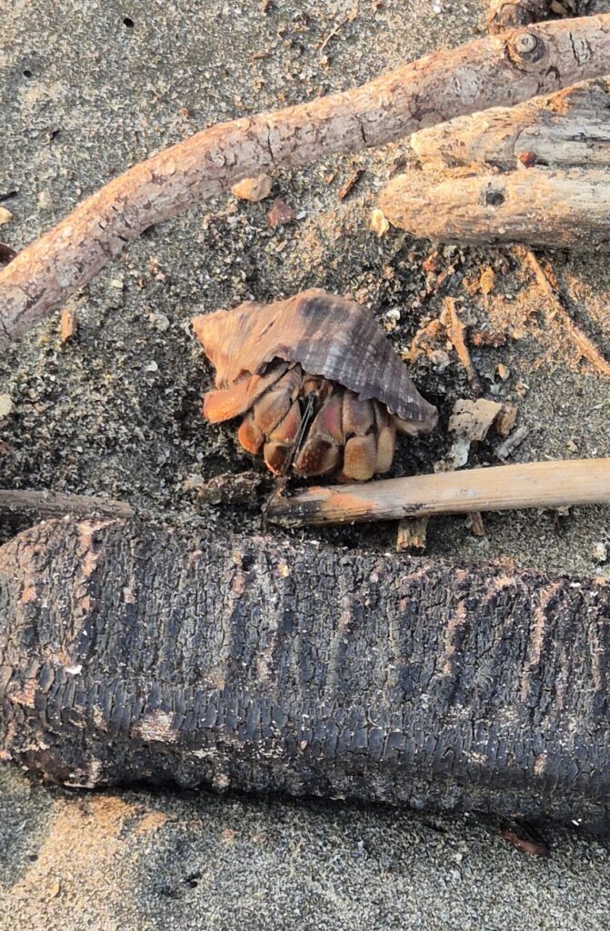 Einsiedlerkrebs zwischen Trockenholz am Strand