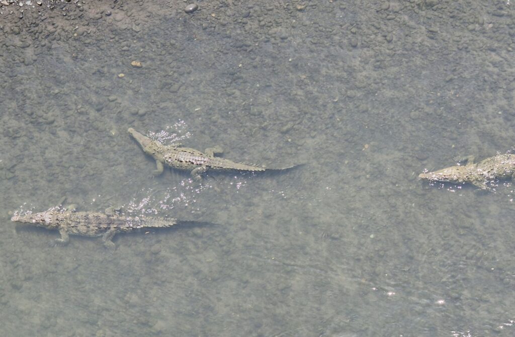 Krokodile im Wasser von der Krokdilbrücke in Costa Rica