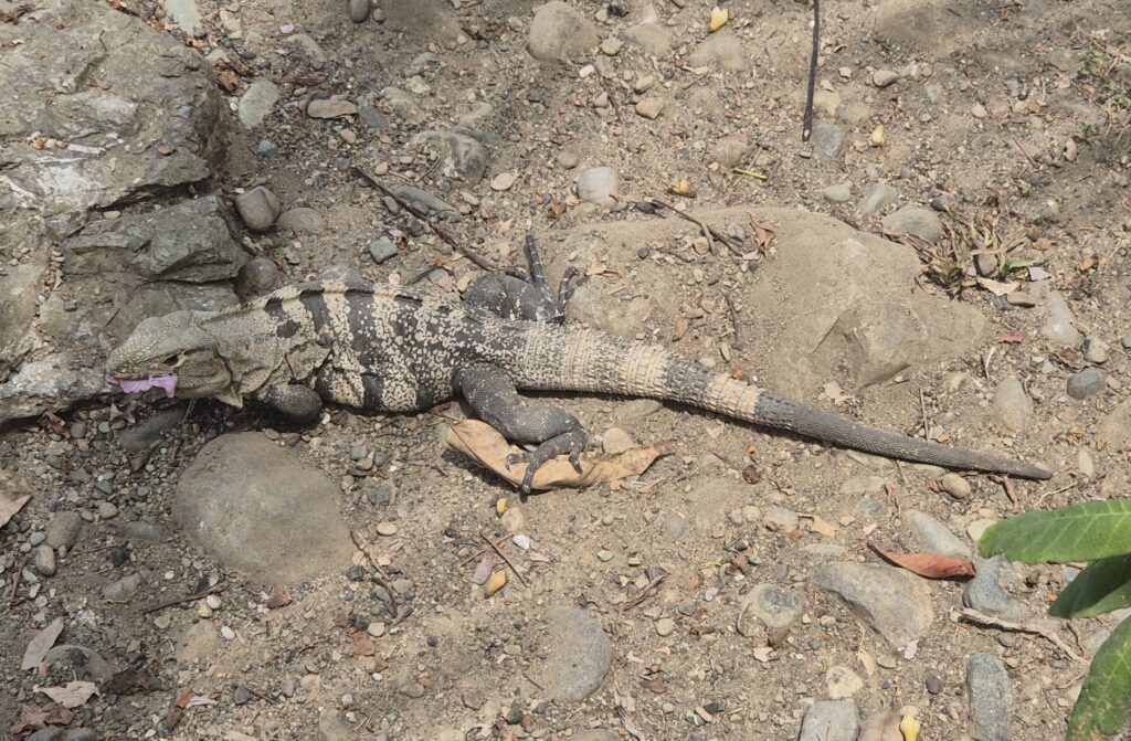 Großer Leguan auf Sandweg mit Steinen eine Blüte fressend