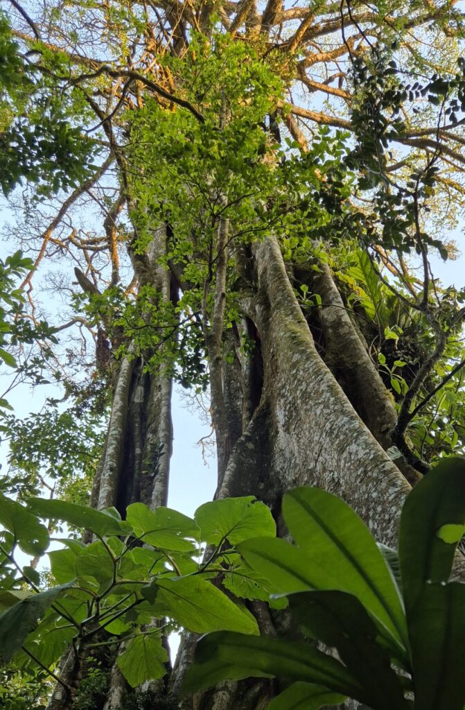 Würgefeige mit charakteristischen Stelzwurzeln im Regenwald von unten fotografiert