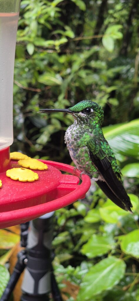 Kolibri mit grün-schwarzem Gefieder an Futterstation in Costa Rica
